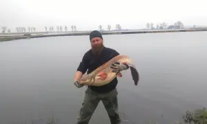 Mężczyzna trzymający ogromnego suma na tle stawu.