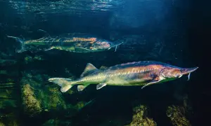 Dwa jesiotry pływają w ciemnej wodzie. Jeden z nich, bliżej, ma błyszczące łuski i wąsy. Zastanawiasz się, na co bierze jesiotr?
