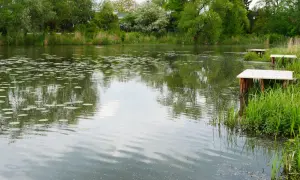 Drewniane pomosty na brzegu stawu, idealne na przystanek dla wędkarzy. Łowisko otoczone zielenią.
