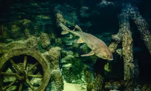 Duży jesiotr pływa w akwarium obok starego koła. Na co biorą jesiotry? Na kawior i mięso.