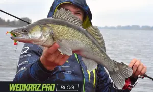 Szczupak złowiony na spinning, z przynętą w pysku. Wędkarz trzyma rybę, pokazując ją do zdjęcia. Jaka plecionka na spinning sprawdzi się najlepiej?