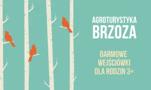 Agroturystyka Brzoza Roberta Bugajskiego zaprasza! Trzy pomarańczowe ptaki siedzą na białych brzozach.