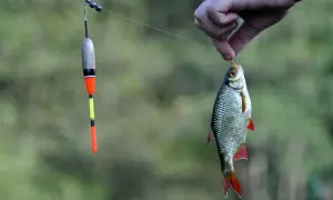 Złowiona ryba trzymana za haczyk, obok spławika wędkarskiego.