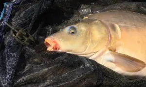Gdzie można łowić ryby bez karty wędkarskiej w lubelskim? Oto miejsca