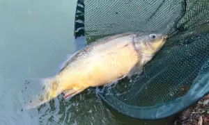 Najlepsza zanęta halibut: jak skutecznie łowić ryby karpiowate