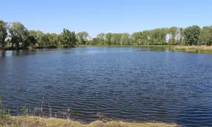 Spokojne jezioro, idealne dla stowarzyszenia Wodnik Pawłowice. Wokół drzewa i trzciny, błękitne niebo.