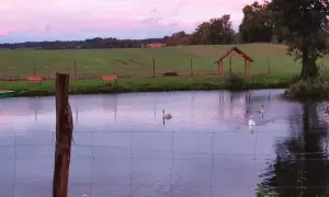 Spokojne ranczo nad jeziorkiem, gdzie łabędzie pływają przy zachodzie słońca. W tle pola i lasy.