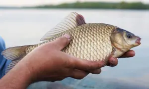 Dłoń trzyma świeżo złowionego karasia, który wygląda, jakby zastanawiał się, na co bierze karaś.