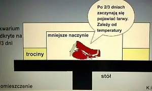 Jak wyhodować białe robaki na ryby i uniknąć najczęstszych błędów