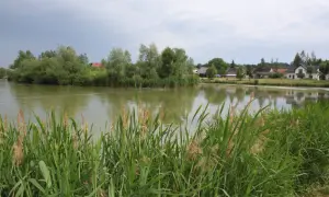 Malownicze łowisko jesiotr w Zakrzowcu. Woda odbija zielone drzewa i domy.