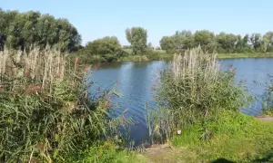 Malownicze prywatne łowiska okolice Torunia. Jezioro otoczone trzcinami i drzewami, idealne miejsce na relaks.