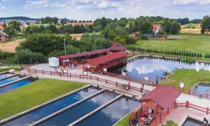 Smażalnia i łowisko pstrągów pod dębem. Woda, ryby i zielone trawniki tworzą malowniczy krajobraz.