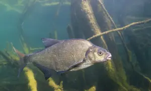 Jaki haczyk na leszcza - wybierz najlepszy rozmiar i typ haczyka