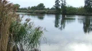 Spokojne jezioro pod morgami, otoczone trzcinami i drzewami. Na wodzie pływa biały łabędź, odbijając się w spokojnej tafli.