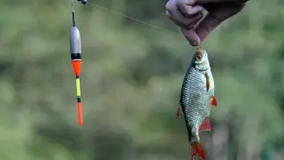 Wędkarz zadowolony z połowu płoci, która złowiła się na zanętę. Ryba leży na miarce, obok sprzęt wędkarski.