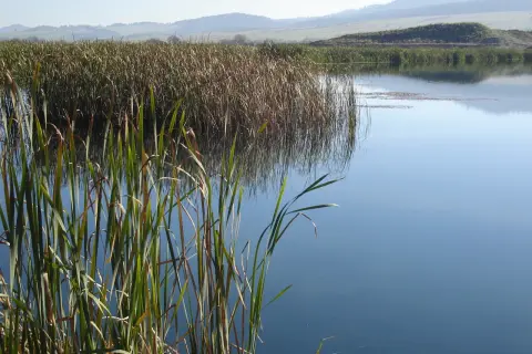 Spokojne łowisko w Zabierzowie Bocheńskim. Trzciny odbijają się w tafli wody, w tle łagodne wzgórza.
