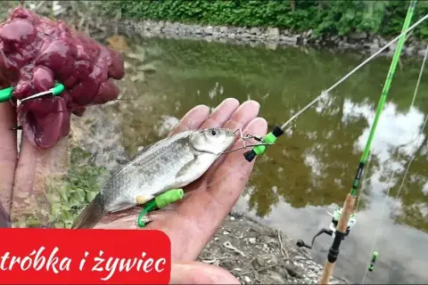 Jak założyć wątróbkę na haczyk i uniknąć najczęstszych błędów