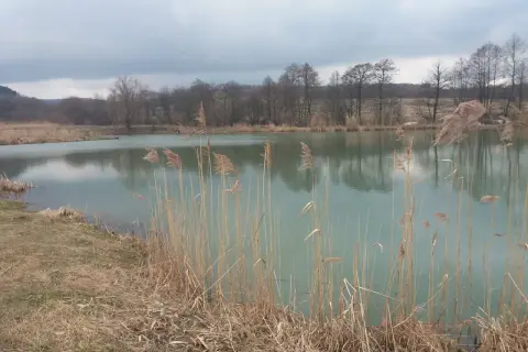 Spokojne jezioro w Kobylanach, otoczone trzcinami i drzewami. Idealne miejsce na wielkie łowy.