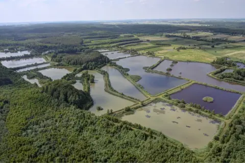 Rozległe stawy rybne tworzą mozaikę na tle lasów i pól. To gospodarstwo rybackie Orońsko, tętniące życiem wodnym.