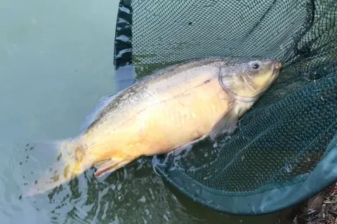 Najlepsza zanęta halibut: jak skutecznie łowić ryby karpiowate