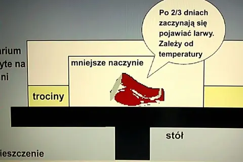 Jak wyhodować białe robaki na ryby i uniknąć najczęstszych błędów