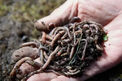 Skuteczne przepisy na zanęty na leszcza, które przyciągną ryby
