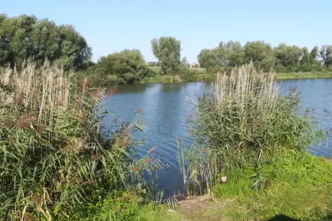 Malownicze prywatne łowiska okolice Torunia. Jezioro otoczone trzcinami i drzewami, idealne miejsce na relaks.