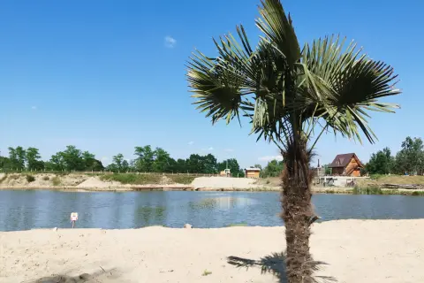 Palma na piaszczystej plaży nad zalewem Podlesie Dębowe. W tle drewniany domek i błękitne niebo.