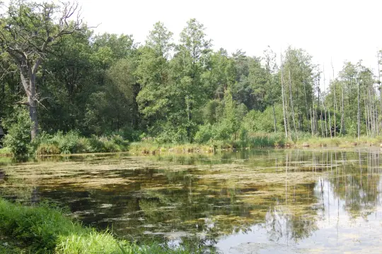 Spokojne stawy w Leśnicy, otoczone bujną zielenią drzew i odbijające się w wodzie, tworzą malowniczy krajobraz.