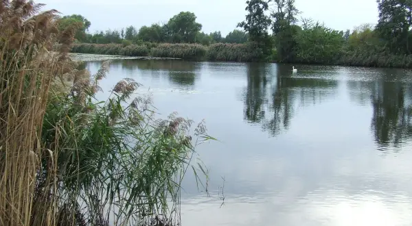 Spokojne jezioro pod morgami, otoczone trzcinami i drzewami. Na wodzie pływa biały łabędź, odbijając się w spokojnej tafli.