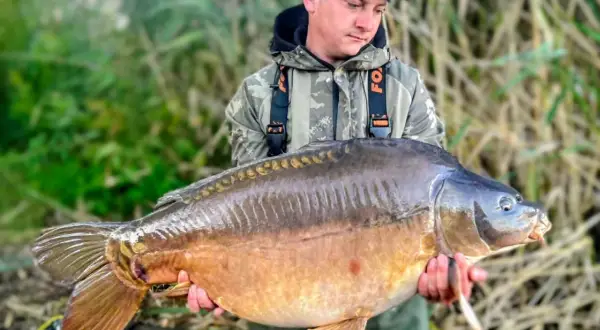 Wędkarz trzyma ogromnego karpia z łowiska Niwka. To prawdziwy okaz, extra carp!