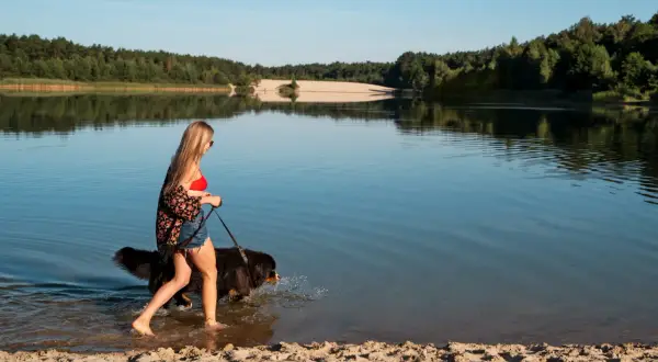 Kobieta z psem spaceruje brzegiem jeziora Dzierżno Duże. Piękny letni dzień nad wodą.