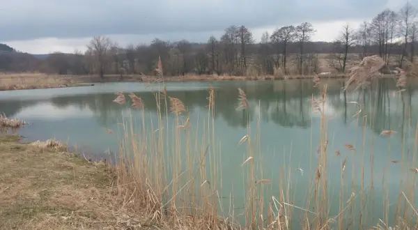 Spokojne jezioro w Kobylanach, otoczone trzcinami i drzewami. Idealne miejsce na wielkie łowy.