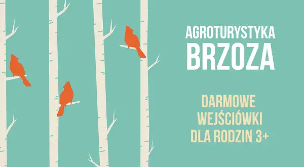 Agroturystyka Brzoza Roberta Bugajskiego zaprasza! Trzy pomarańczowe ptaki siedzą na białych brzozach.