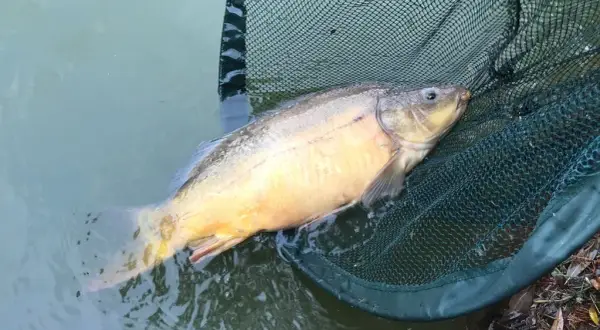 Najlepsza zanęta halibut: jak skutecznie łowić ryby karpiowate