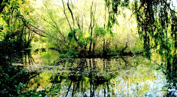 Zalany słońcem, bujny bufet leśny u Borusa. Woda odbija drzewa, tworząc magiczny, zielony krajobraz.