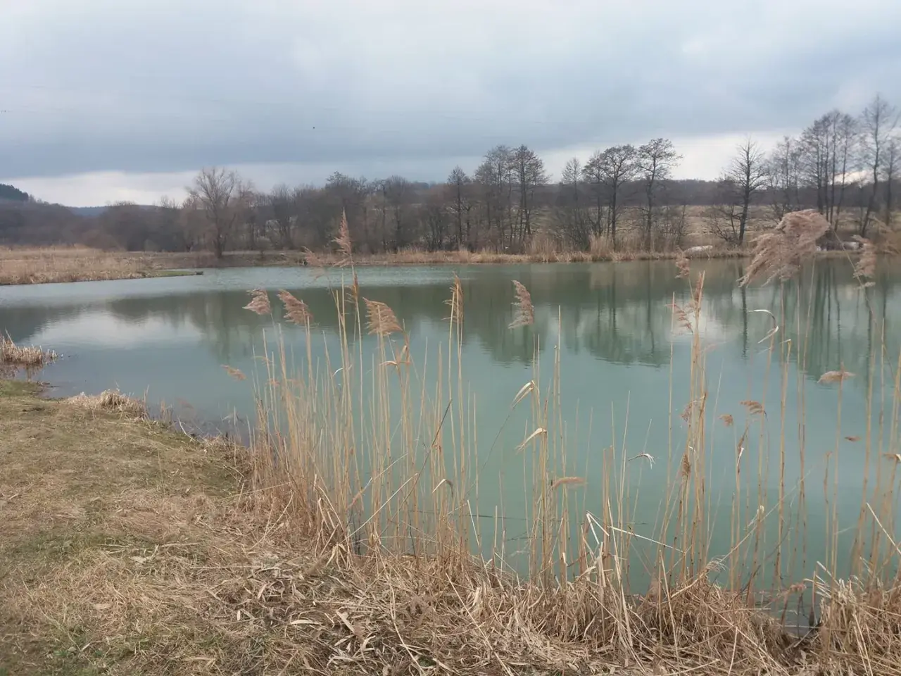 Spokojne jezioro w Kobylanach, otoczone trzcinami i drzewami. Idealne miejsce na wielkie łowy.