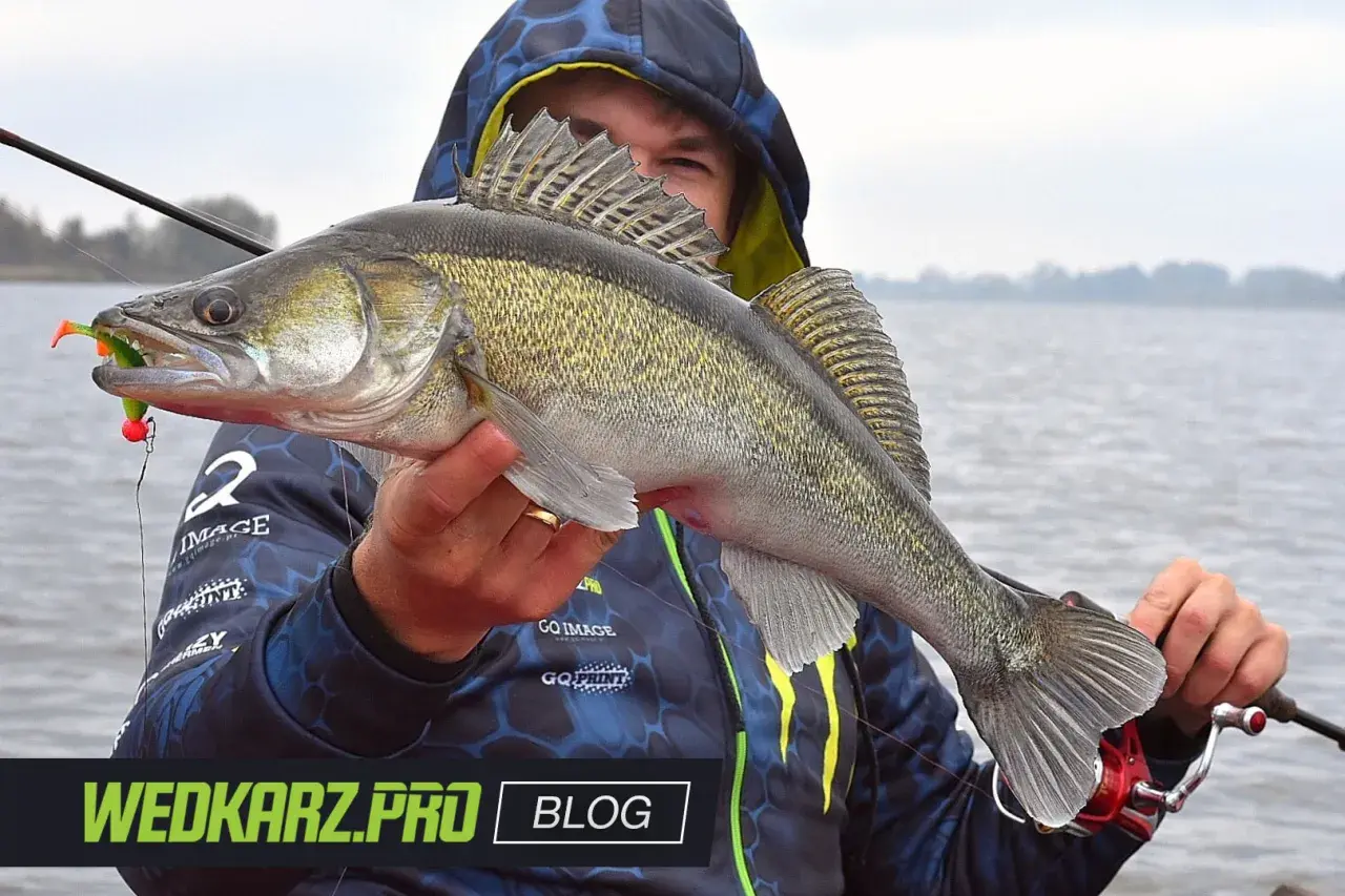 Szczupak złowiony na spinning, z przynętą w pysku. Wędkarz trzyma rybę, pokazując ją do zdjęcia. Jaka plecionka na spinning sprawdzi się najlepiej?