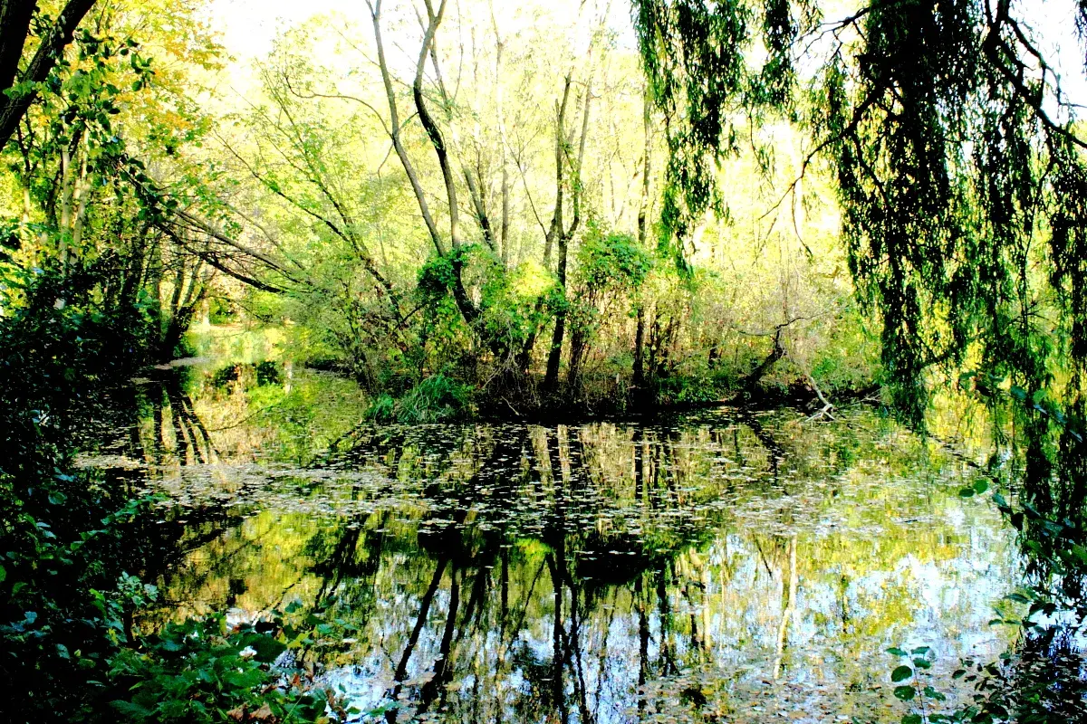Zalany słońcem, bujny bufet leśny u Borusa. Woda odbija drzewa, tworząc magiczny, zielony krajobraz.
