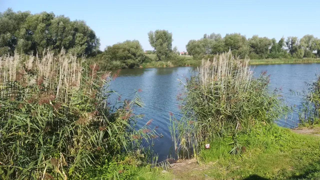 Spokojne jezioro otoczone trzcinami i drzewami, idealne na prywatne łowiska w okolicy Torunia.