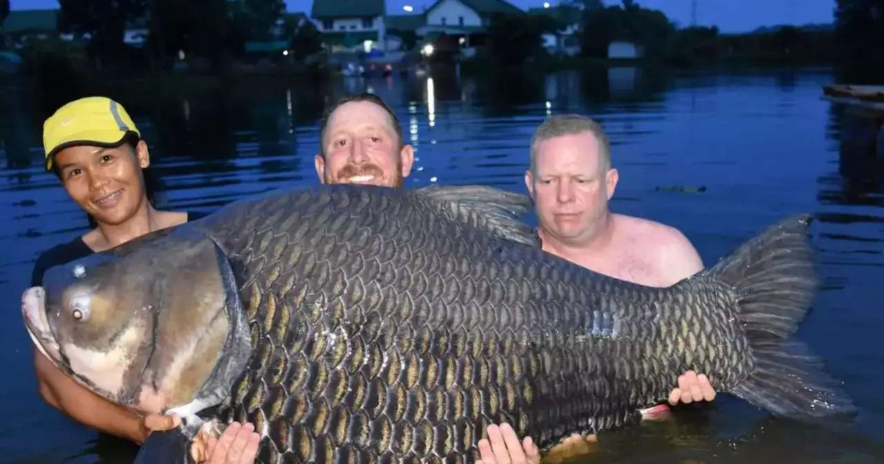 Trzech wędkarzy z dumą prezentuje gigantycznego karpia złowionego na łowisku Trzy Stawy.