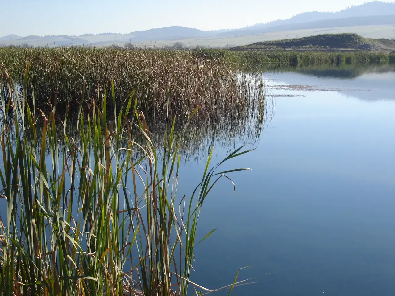 Spokojne jezioro, idealne dla fishery fishing Frydman. Trzciny odbijają się w wodzie, a w tle widać łagodne wzgórza.