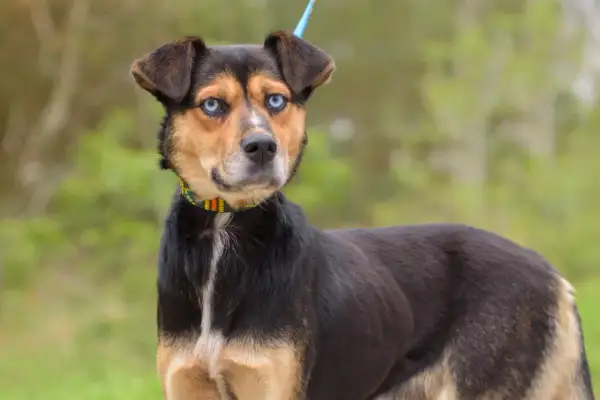 Pies o niebieskich oczach, czarno-brązowej sierści i kolorowej obroży. Szuka domu w Wojnowicach, no kill.