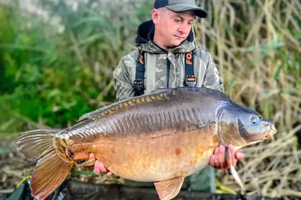 Wędkarz trzyma ogromnego karpia z łowiska Niwka. To prawdziwy okaz, extra carp!