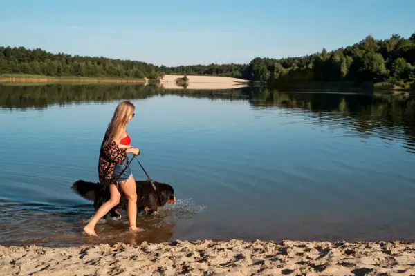 Kobieta z psem spaceruje brzegiem jeziora Dzierżno Duże. Piękny letni dzień nad wodą.