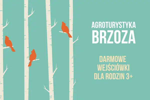 Agroturystyka Brzoza Roberta Bugajskiego zaprasza! Trzy pomarańczowe ptaki siedzą na białych brzozach.
