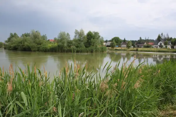Malownicze łowisko jesiotr w Zakrzowcu. Woda odbija zielone drzewa i domy.