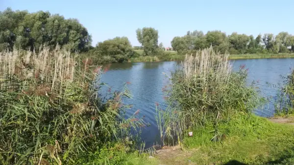 Malownicze prywatne łowiska okolice Torunia. Jezioro otoczone trzcinami i drzewami, idealne miejsce na relaks.