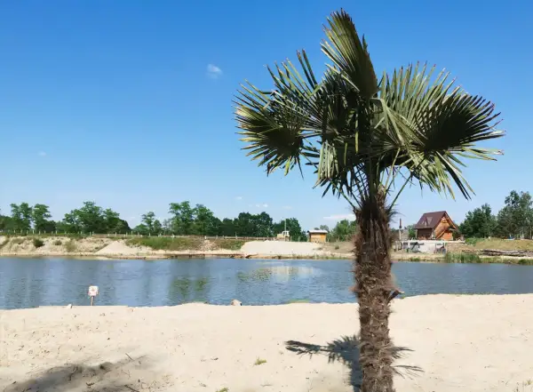 Palma na piaszczystej plaży nad zalewem Podlesie Dębowe. W tle drewniany domek i błękitne niebo.